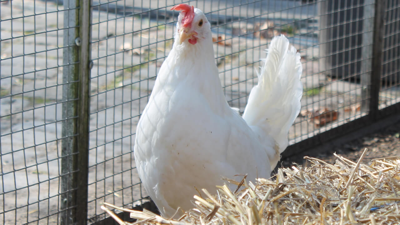 Leghorn Weiss