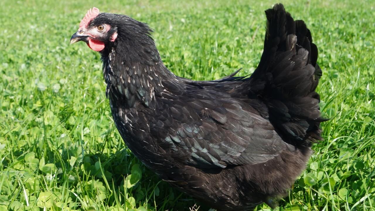 Sussex Dunkel