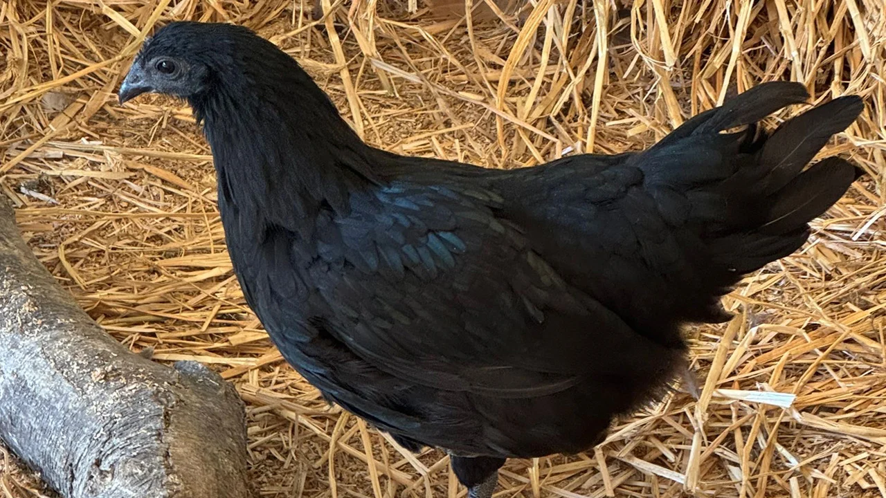 Ayam Cemani