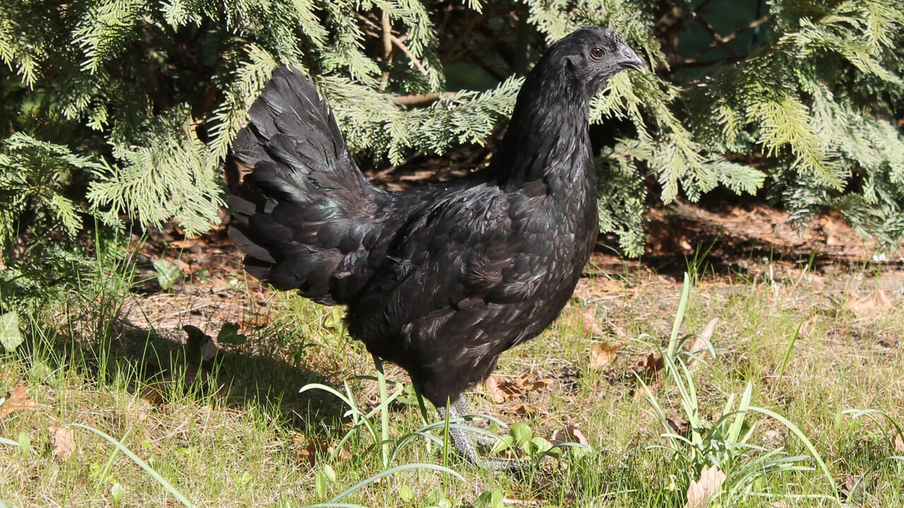 Ayam Cemani