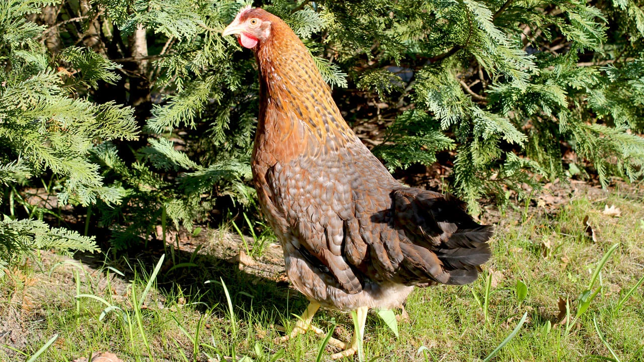 Bielefelder Kennhuhn